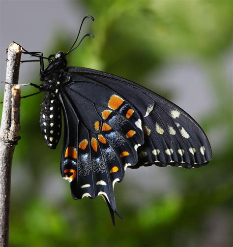 Vanquish the Black Swallowtails .